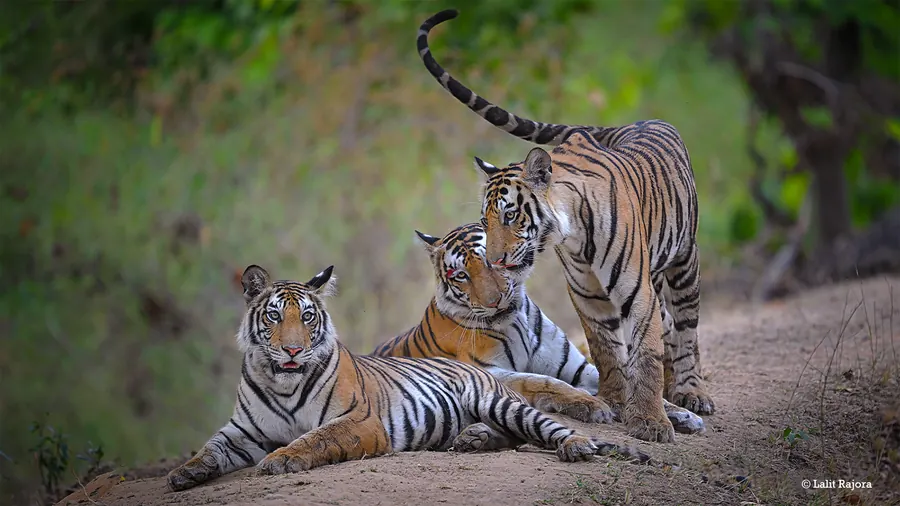 Tiger in Bandhavgarh National Park