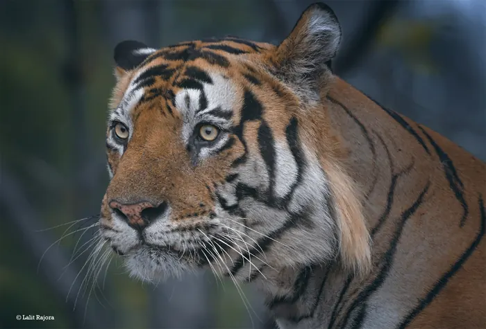 Tiger Journey safari in Bandhavgarh