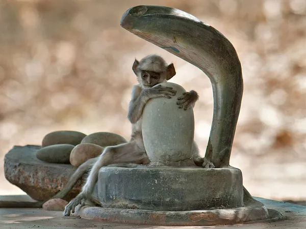 Wildlife photograph 24 from a Tiger Journey safari