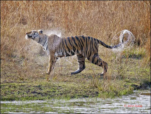 Wildlife photograph 27 from a Tiger Journey safari