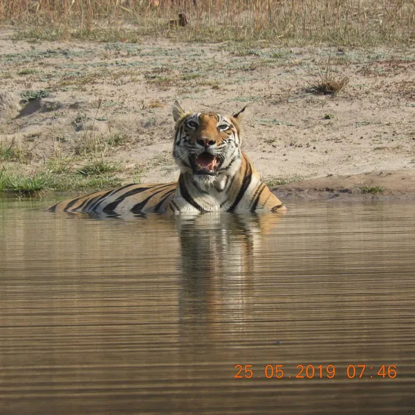 Wildlife photograph 11 from a Tiger Journey safari