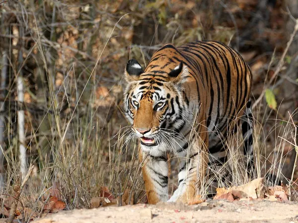 Wildlife photograph 15 from a Tiger Journey safari