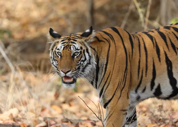 Wildlife photograph 17 from a Tiger Journey safari