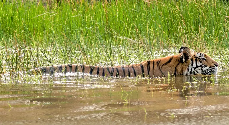 Tiger cooling off in a forest pool