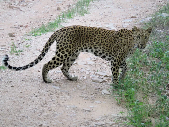Bandipur