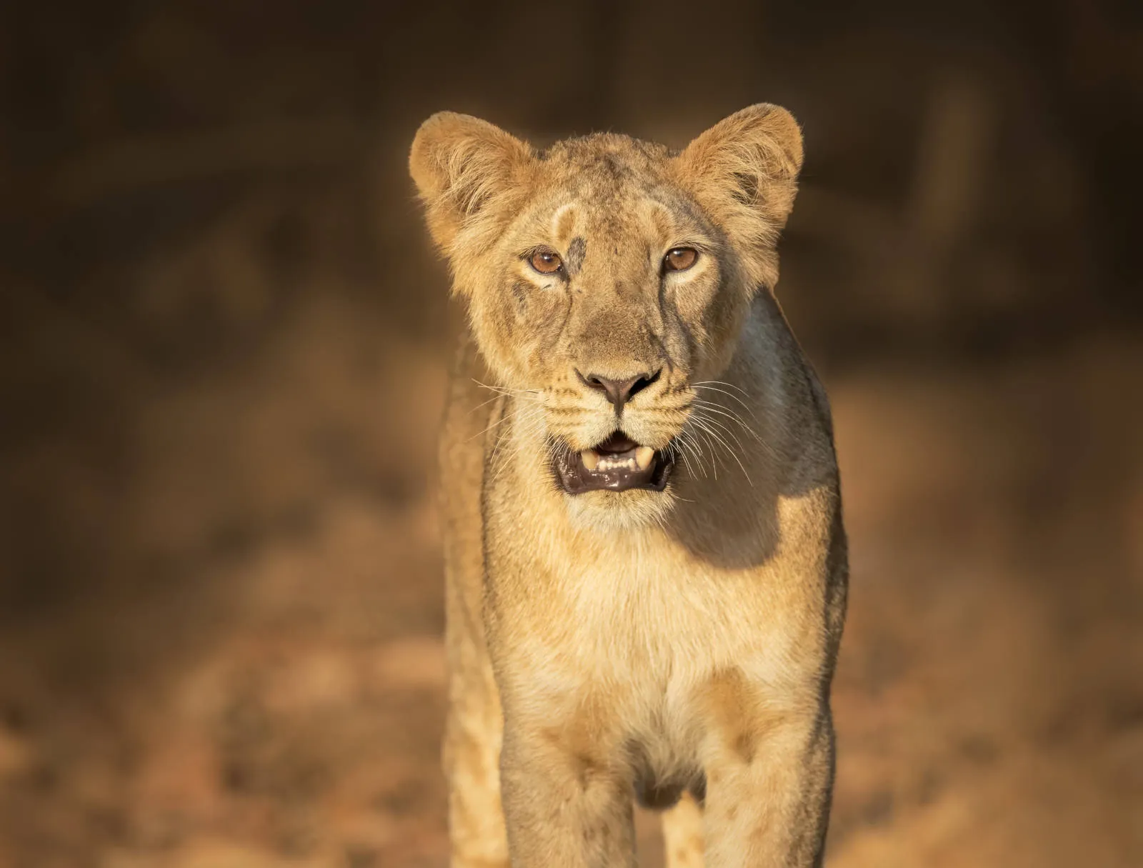 Gir National Park