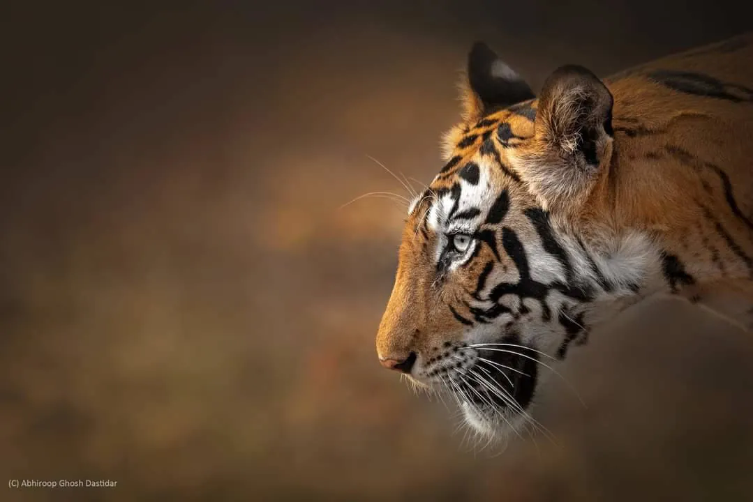 Kanha National Park