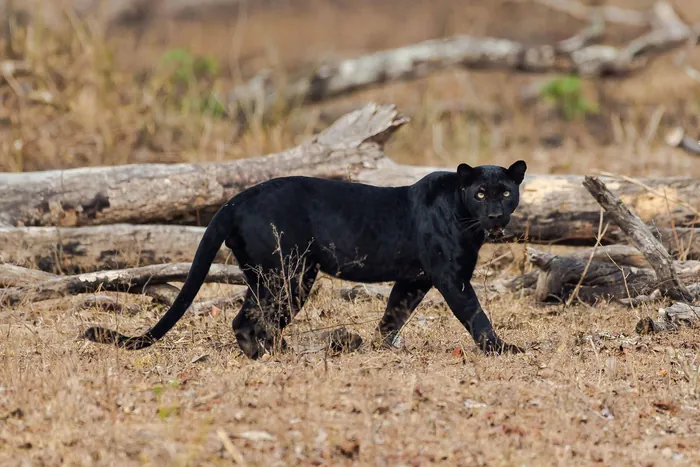 Nagarhole