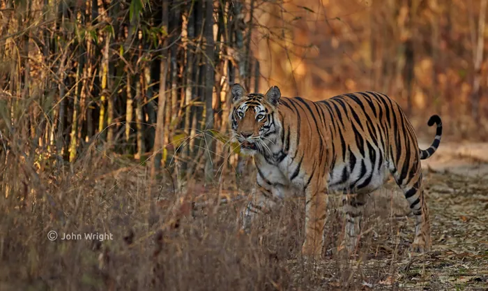 Pench