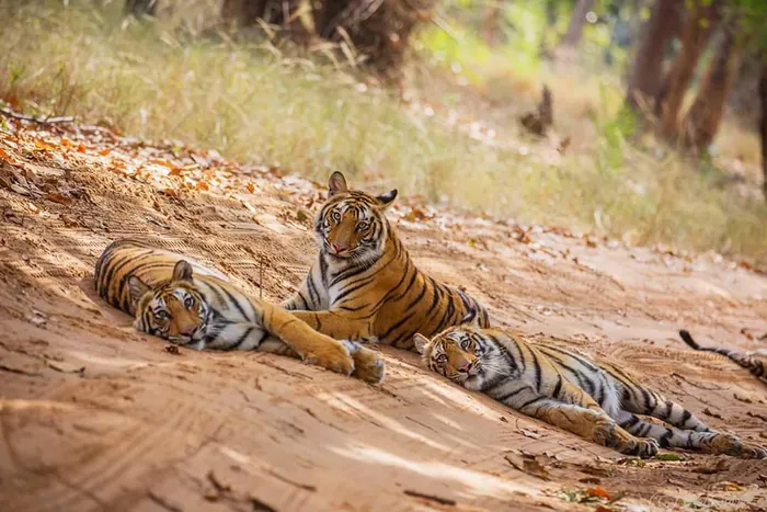 Tadoba