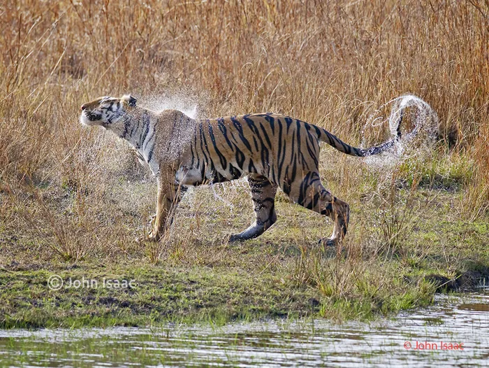 Bandhavgarh
