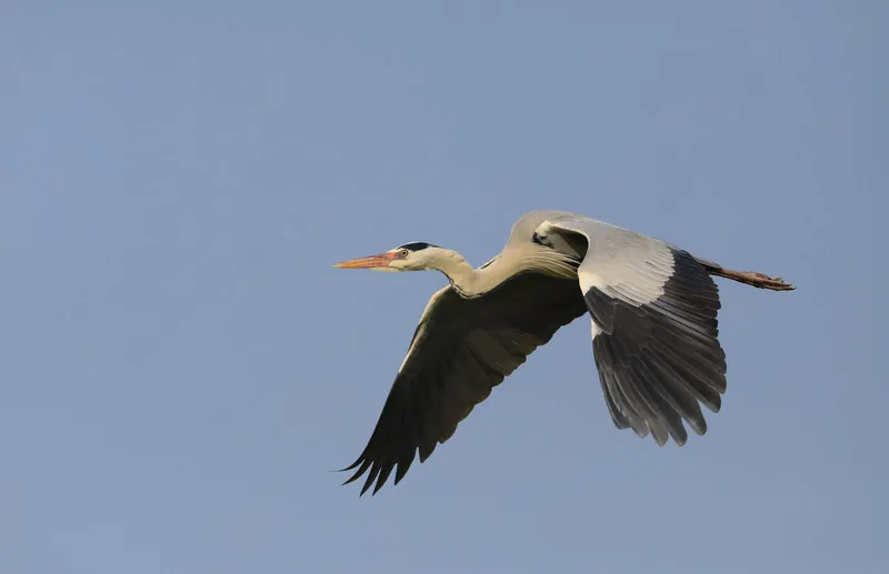 Birding in Gujarat Rajasthan Tour