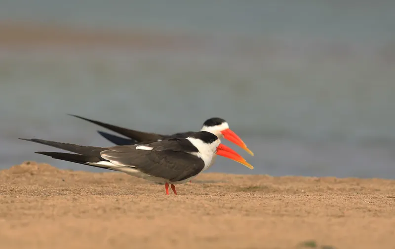 Gujarat Wildlife & Bird Watching Tour