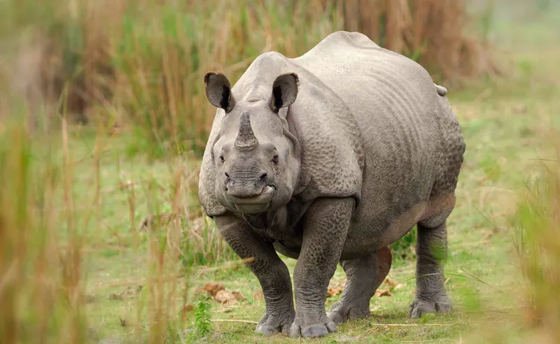 Bandhavgarh Kanha Kaziranga Tour