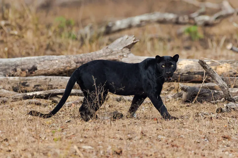 Black Leopard Tour
