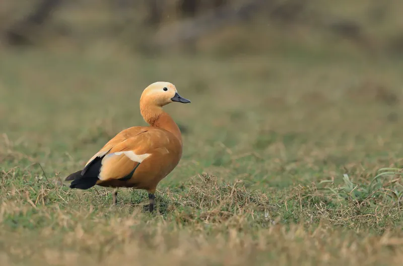 Birding Tour in North East India