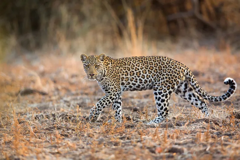 Bandhavgarh Kanha Pench Tour