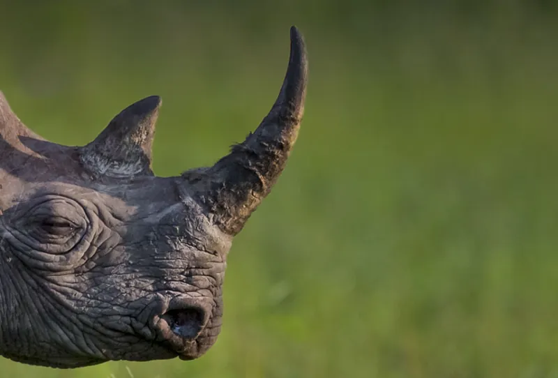 Rhino & Tiger Tour
