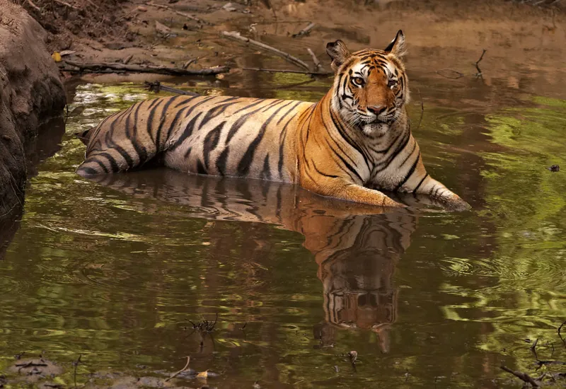 Tiger Safari Tadoba