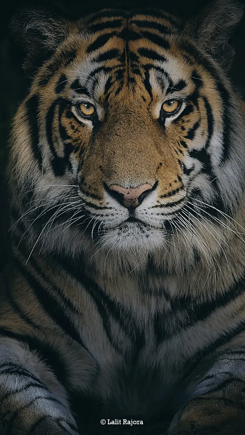 Bengal tiger portrait in Bandhavgarh