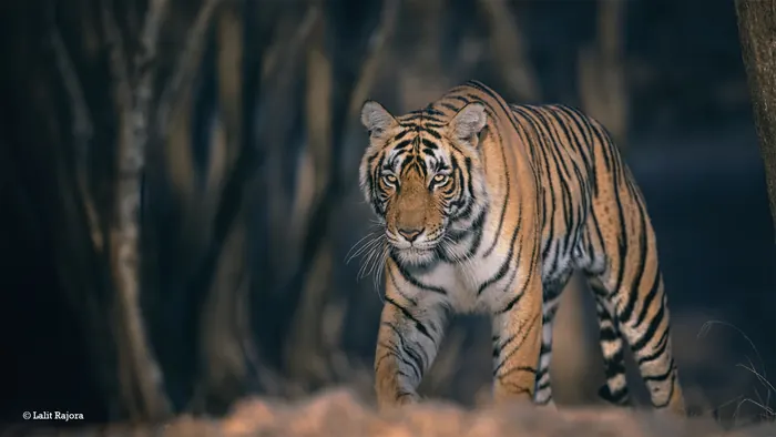 Wildlife photograph 4 from a Tiger Journey safari