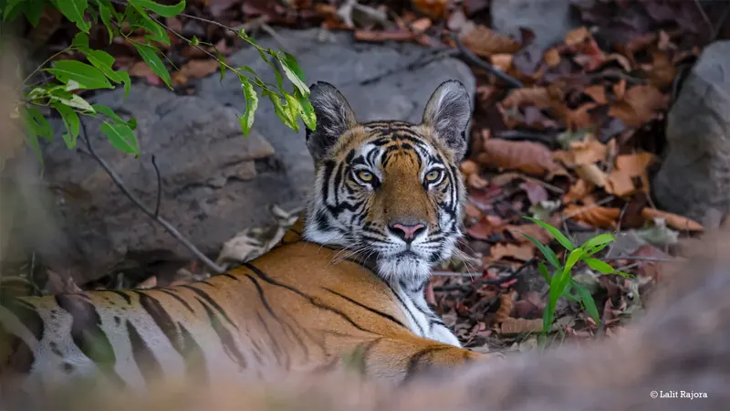 Tiger resting beside a rock
