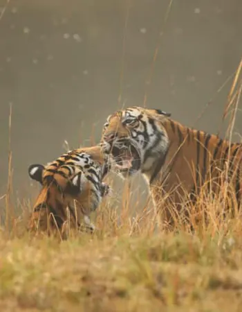 Giving back to the tiger’s home