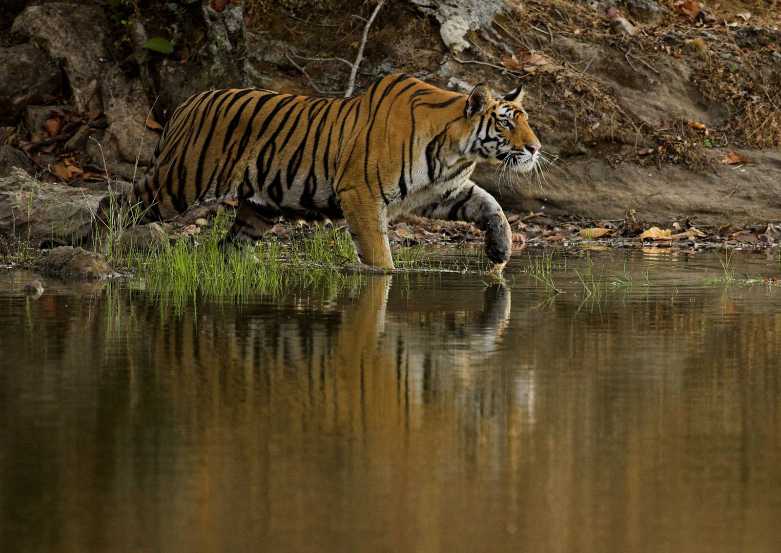 Ranthombare National Park - Tiger Journey